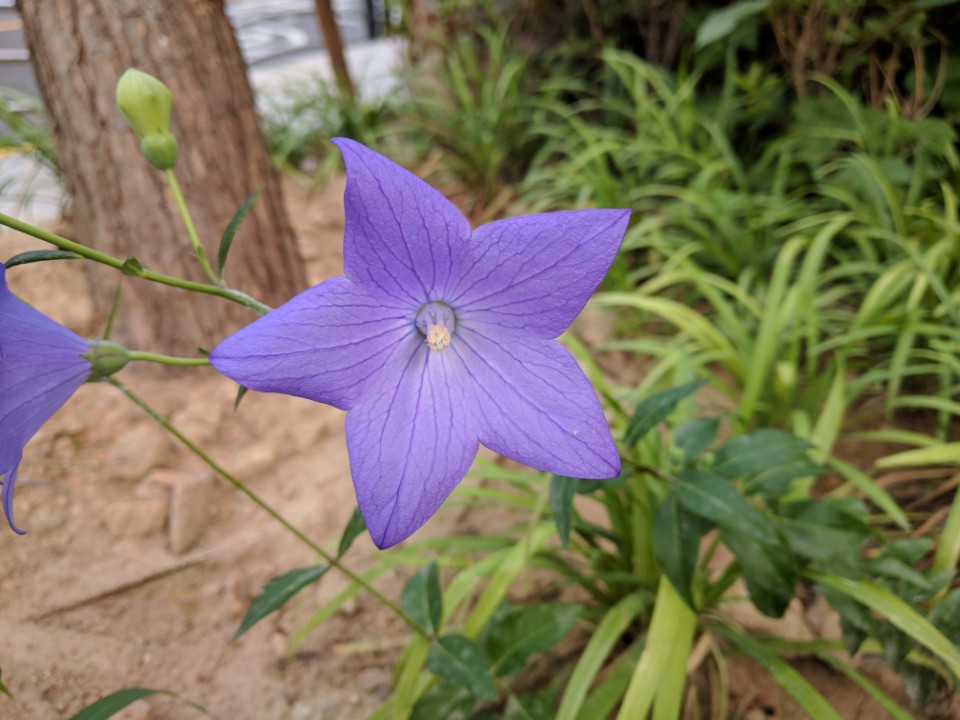 도라지 꽃